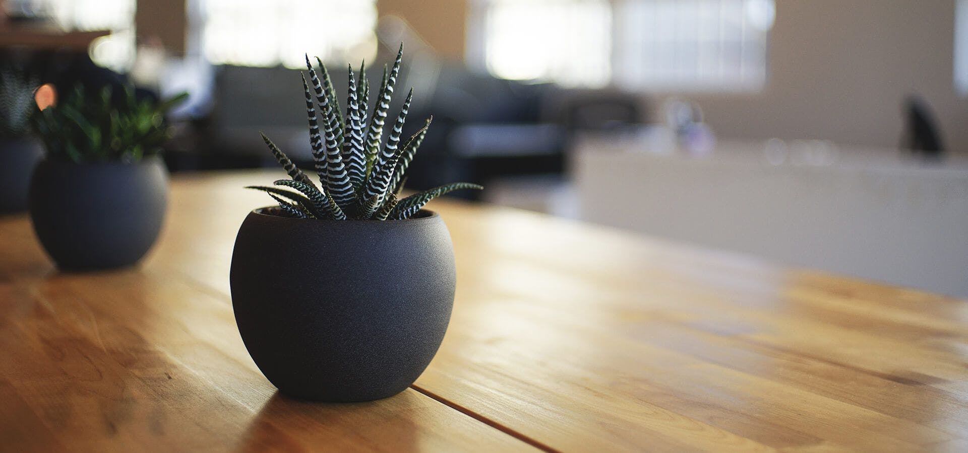 Unas plantas sobre la mesa de la sala de reuniones